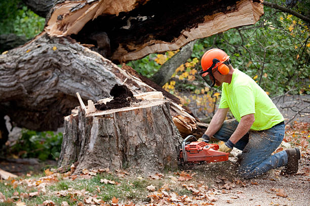 Best Tree Branch Trimming  in Rockford, MI